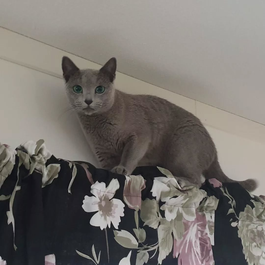 Russian Blue King Playing California - Playful Russian Blue Male - Active Stud Cat - Gentle Temperament